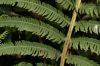 image of Steiropteris decussata