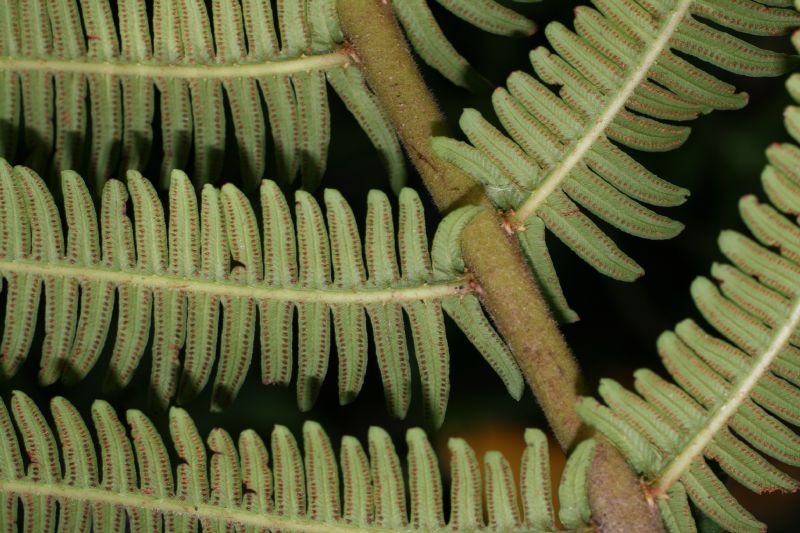 Thelypteridaceae Steiropteris decussata