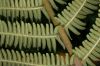 image of Steiropteris decussata