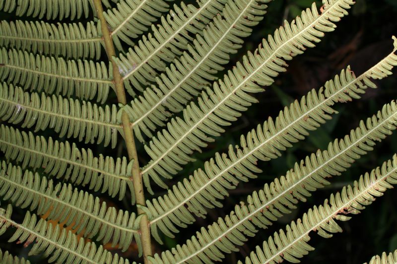 Thelypteridaceae Steiropteris decussata