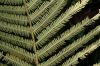 image of Steiropteris decussata