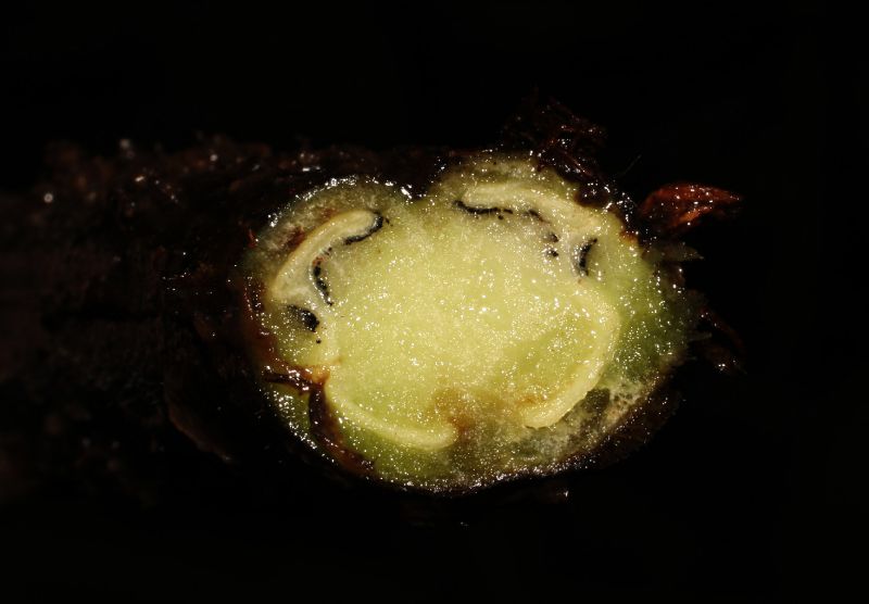 Thelypteridaceae Steiropteris decussata
