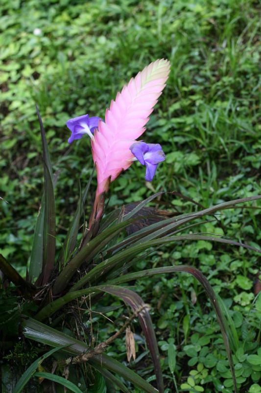 Bromeliaceae Tillandsia 