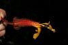 image of Wercklea ferox
