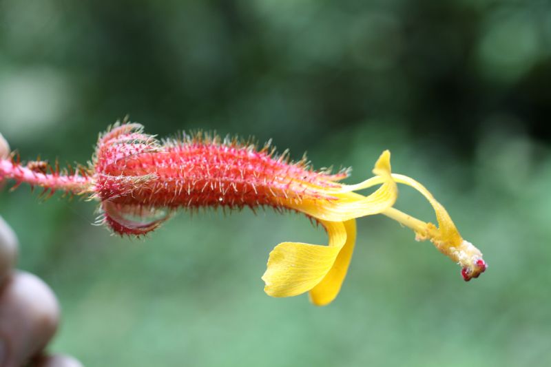 Malvaceae Wercklea ferox