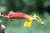 image of Wercklea ferox