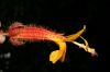 image of Wercklea ferox