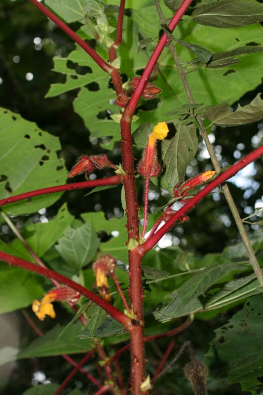 Malvaceae Wercklea ferox