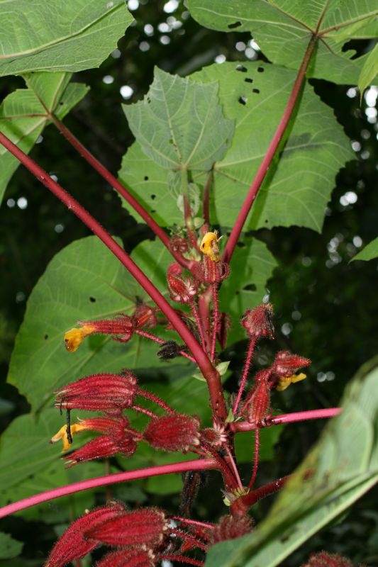 Malvaceae Wercklea ferox