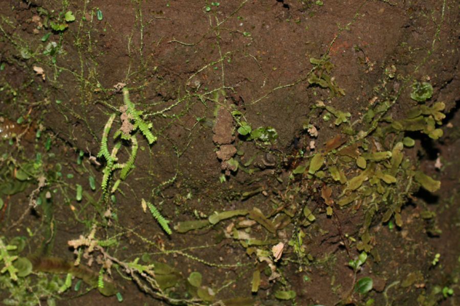 Selaginellaceae Selaginella macilenta