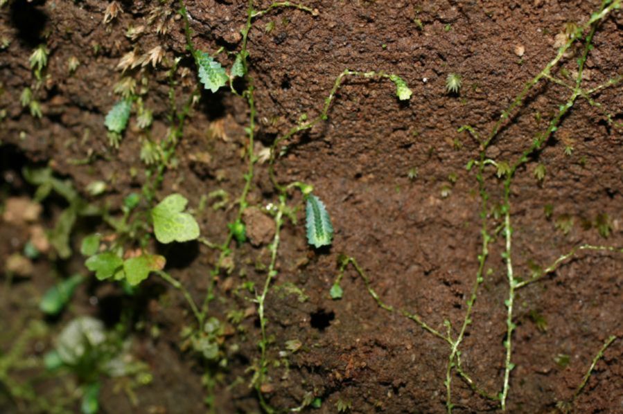 Selaginellaceae Selaginella macilenta
