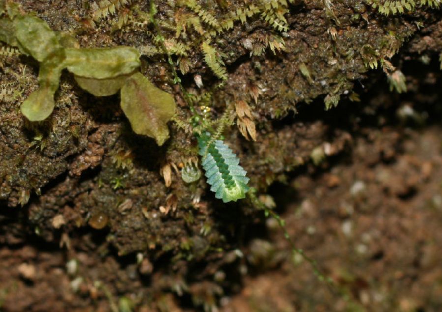 Selaginellaceae Selaginella macilenta