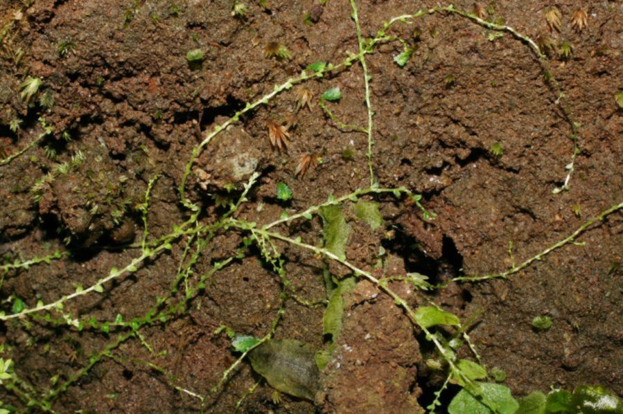 Selaginellaceae Selaginella macilenta