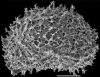 image of Elaphoglossum aubertii