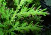 image of Selaginella moellendorffii