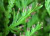 image of Selaginella moellendorffii