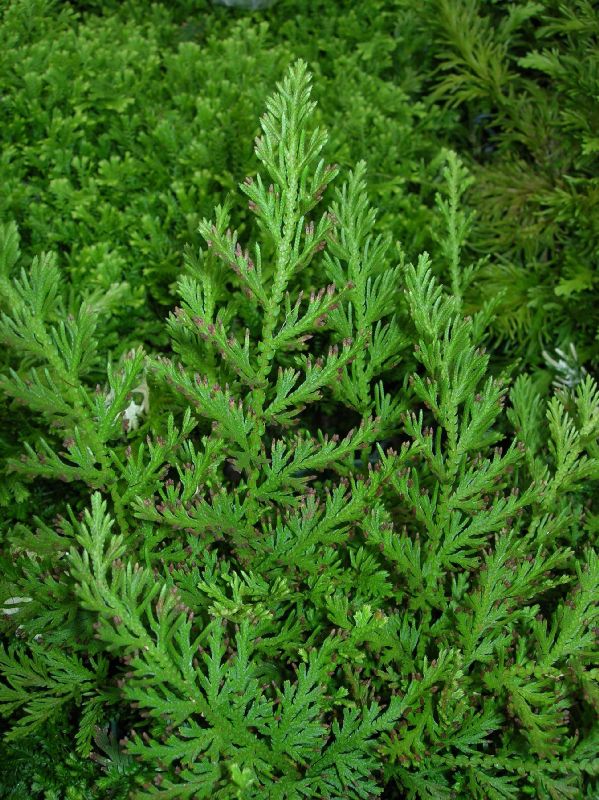 Selaginellaceae Selaginella moellendorffii