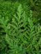 image of Selaginella moellendorffii