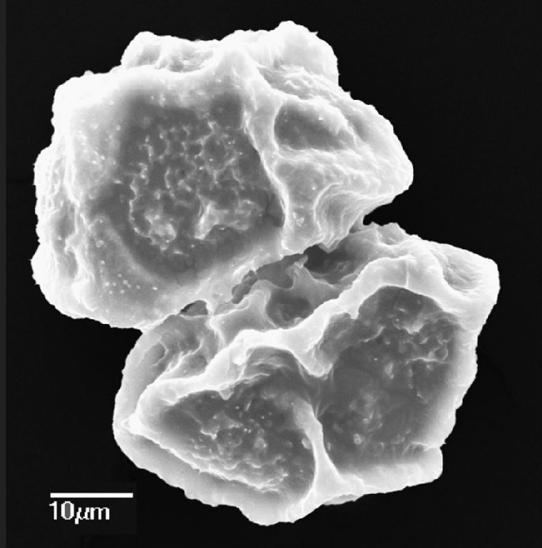 Dryopteridaceae Elaphoglossum (1)370a
