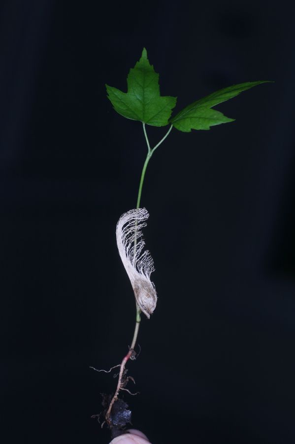 Aceraceae Acer rubrum