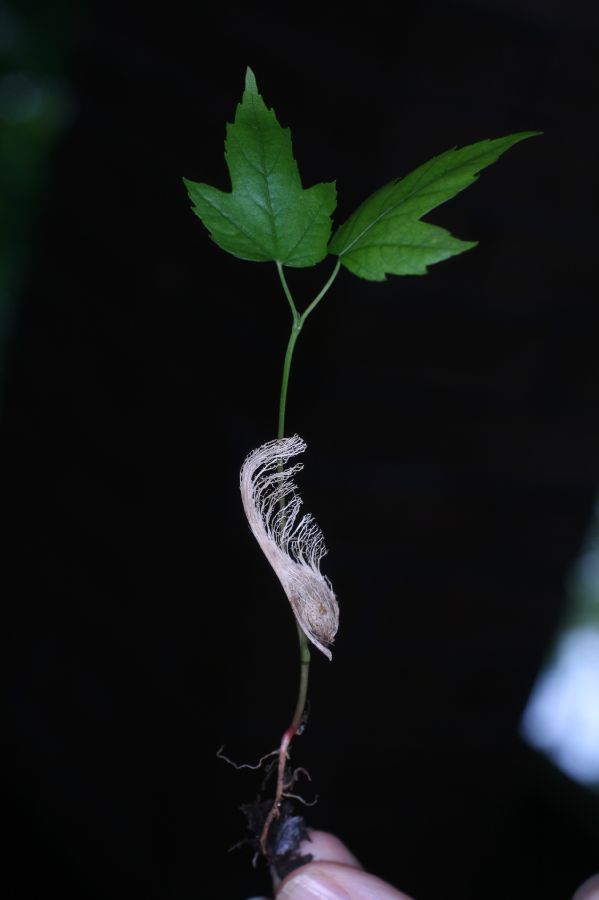 Aceraceae Acer rubrum