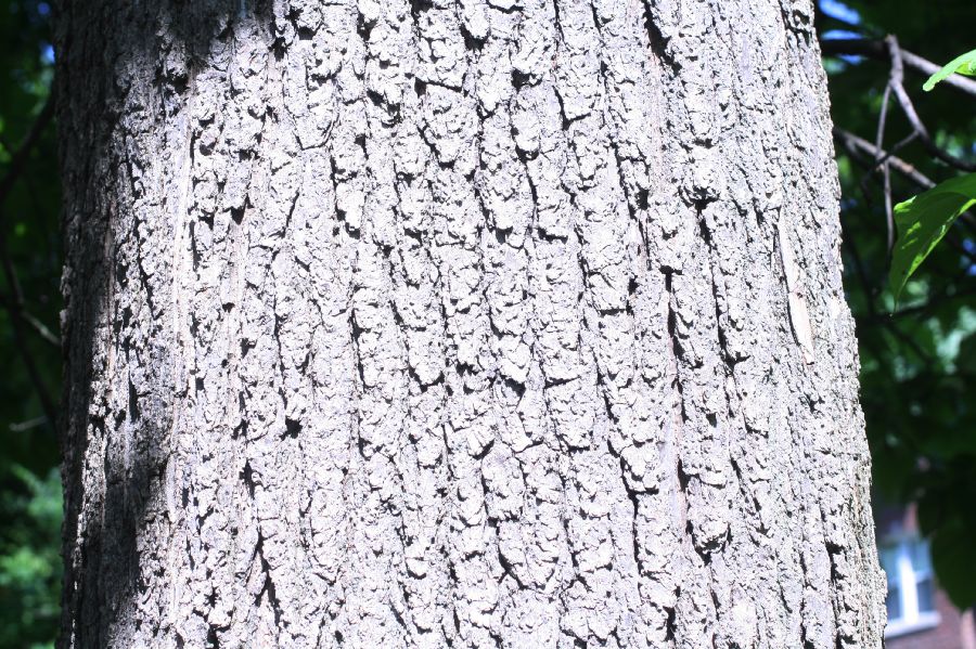 Bignoniaceae Catalpa bignonioides