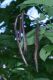image of Catalpa bignonioides
