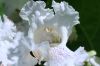 image of Catalpa bignonioides