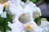 image of Catalpa bignonioides