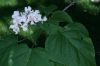image of Catalpa bignonioides