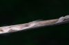 image of Catalpa bignonioides