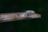 image of Catalpa bignonioides