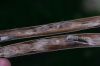 image of Catalpa bignonioides