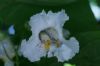 image of Catalpa bignonioides