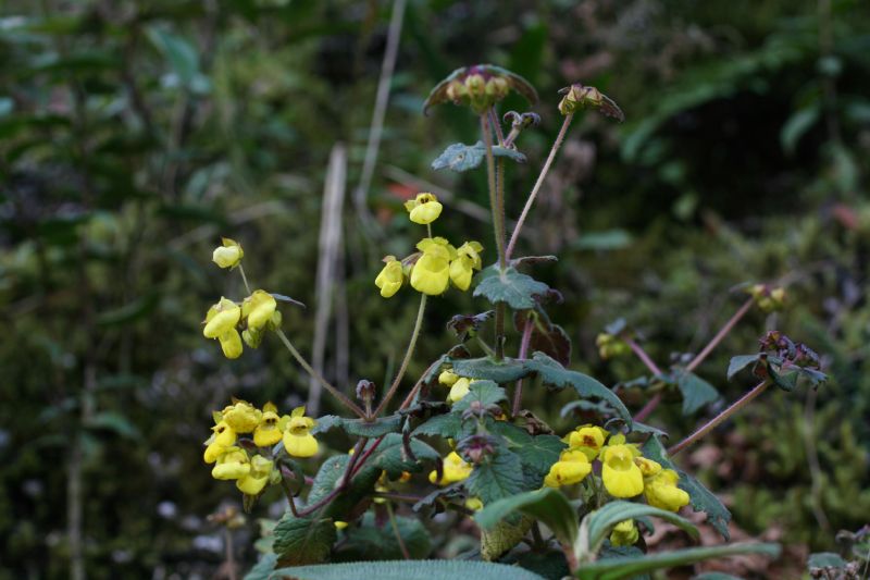 Calceolariaceae Calceolaria 
