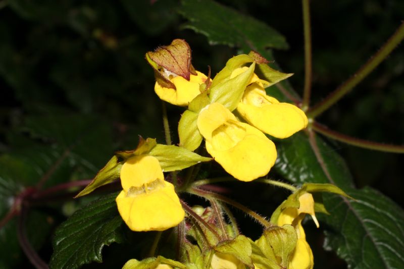 Calceolariaceae Calceolaria 