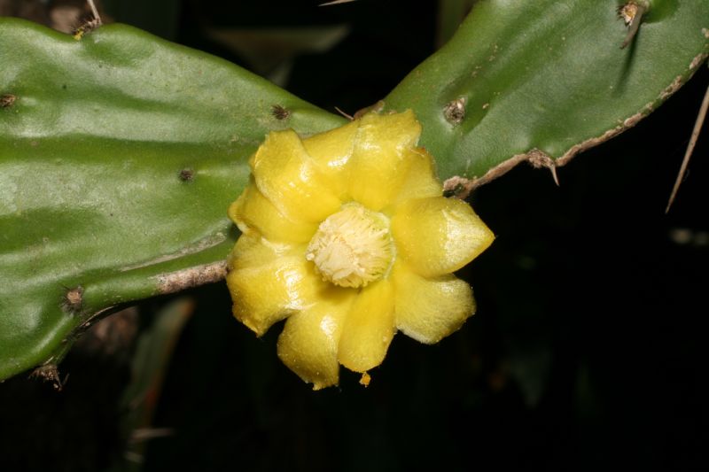 Calceolariaceae Calceolaria 