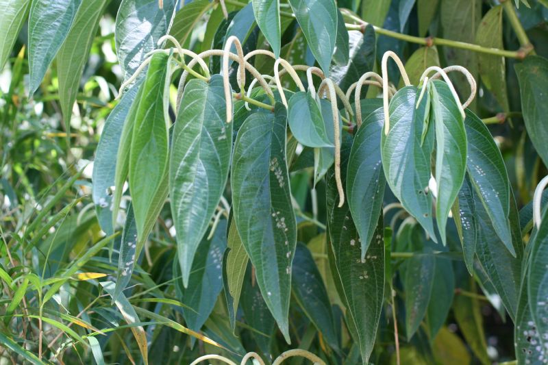 Piperaceae Piper aduncum