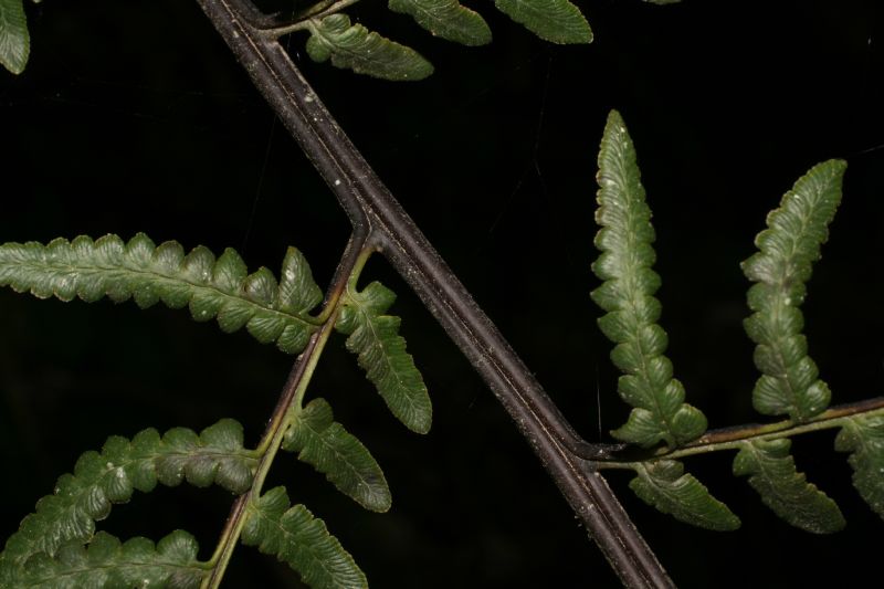 Pteridaceae Pityrogramma jamesonii