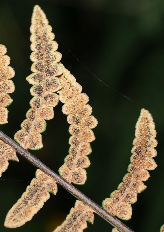 Pteridaceae Pityrogramma jamesonii