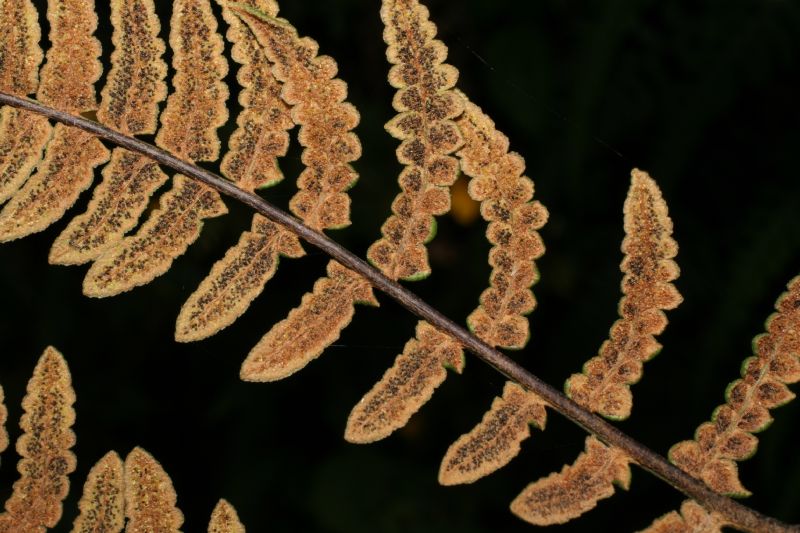 Pteridaceae Pityrogramma jamesonii