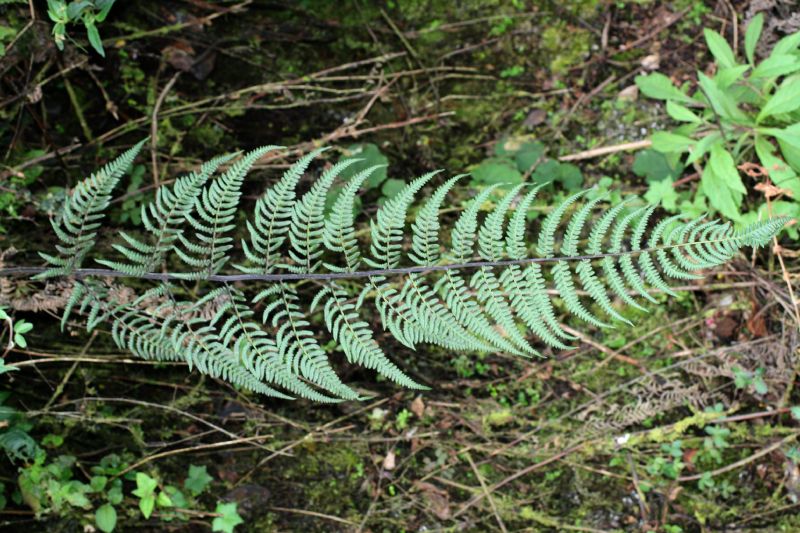 Pteridaceae Pityrogramma jamesonii