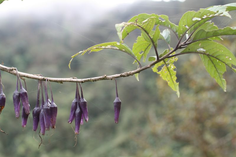 Solanaceae Solanum 