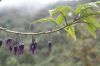 image of Solanum 