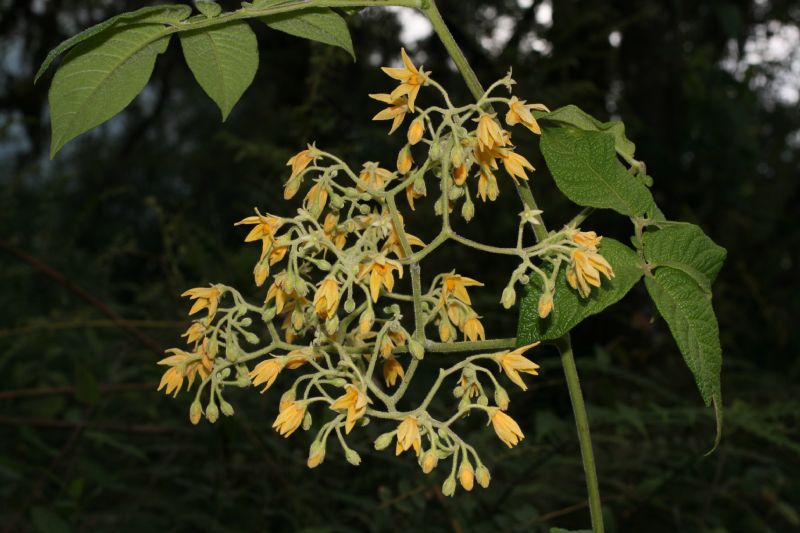 Solanaceae Solanum juglandifolium