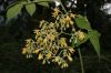 image of Solanum juglandifolium