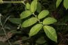 image of Solanum juglandifolium