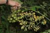 image of Solanum juglandifolium