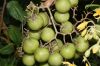 image of Solanum juglandifolium