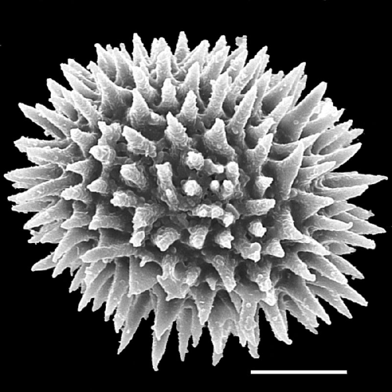 Dryopteridaceae Pleocnemia conjugata